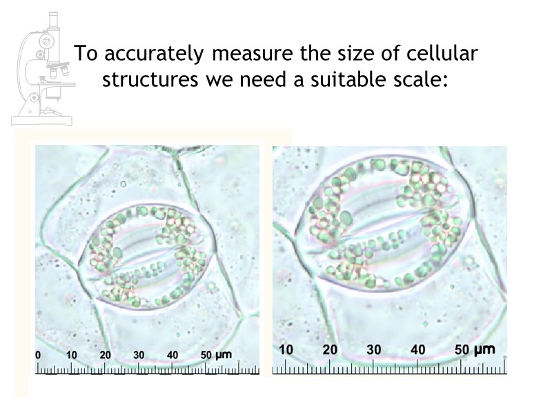 To accurately measure the size of cellular structures we need a suitable scale: